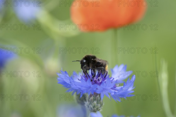 Red tailed bumblebee (Bombus lapidarius) adult bee insect feeding on a wild Cornflower flower in summer, England, United Kingdom