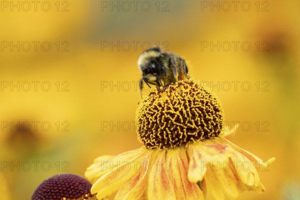 Early bumblebee (Bombus pratorum) adult bee insect feeding on a garden Helenium flower in summer, England, United Kingdom