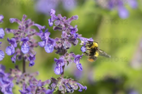 Early bumblebee (Bombus pratorum) adult bee insect feeding on a garden blue flower in summer, England, United Kingdom
