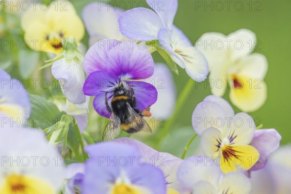 Buff tailed bumblebee (Bombus terrestris) adult bee insect feeding on a garden pansy or viola flowers in summer, England, United Kingdom