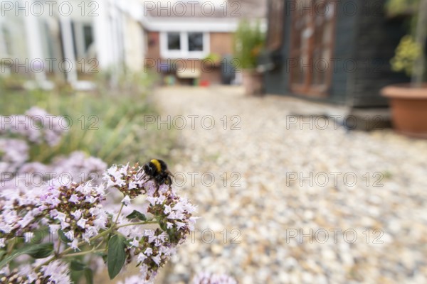 Buff tailed bumblebee (Bombus terrestris) adult bee insect feeding on a garden Wild marjoram or Oregano flower with a house in the background in summer, England, United Kingdom