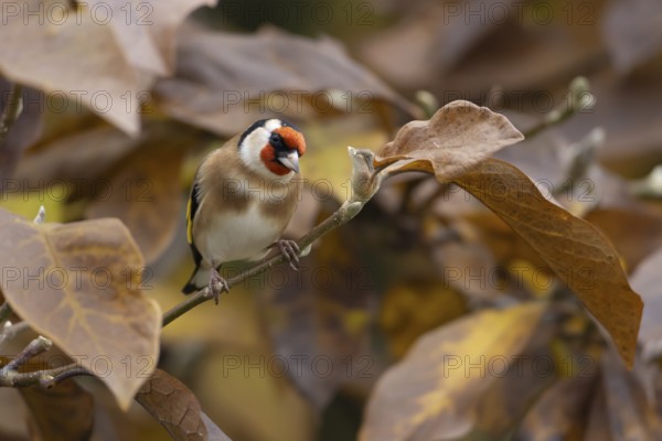 European goldfinch (Carduelis carduelis) adult bird in a garden magnolia tree with autumn colour leaves, England, United Kingdom