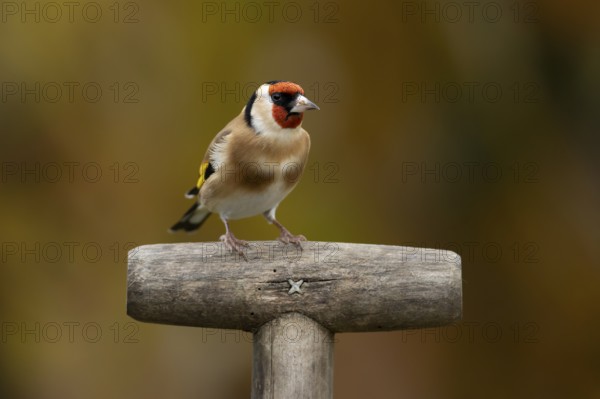 European goldfinch (Carduelis carduelis) adult garden bird on a fork handle in autumn, England, United Kingdom