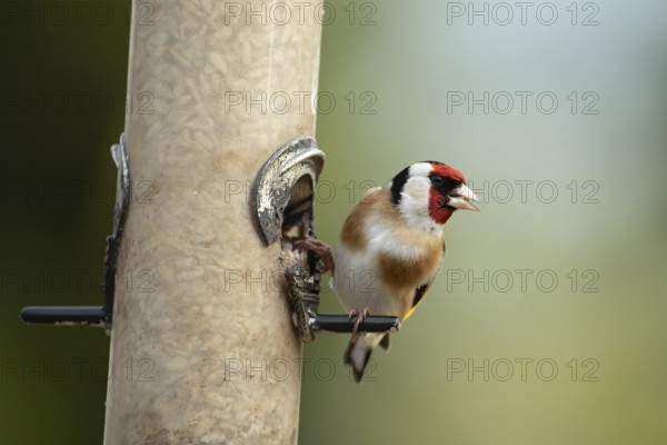 European goldfinch (Carduelis carduelis) adult bird on a garden bird feeder filled with sunflower seed hearts, England, United Kingdom