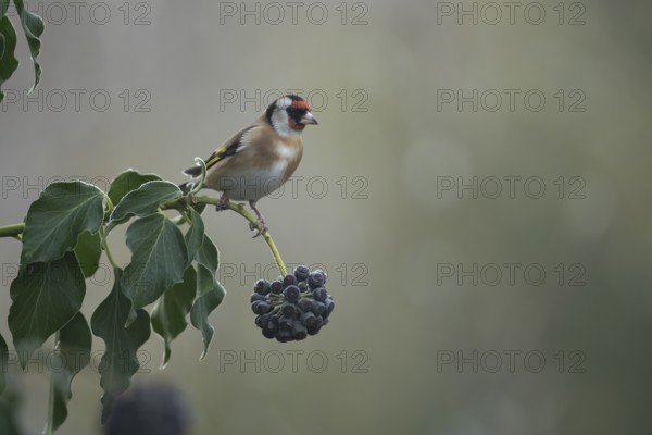 European goldfinch (Carduelis carduelis) adult garden bird on an Ivy tree branch in winter, England, United Kingdom