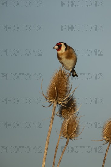European goldfinch (Carduelis carduelis) adult bird on a Teasel seedhead in winter, RSPB Frampton marsh nature reserve, Lincolnshire, England, United Kingdom