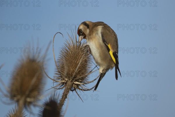 European goldfinch (Carduelis carduelis) adult bird feeding on a Teasel seedhead in winter, RSPB Frampton marsh nature reserve, Lincolnshire, England, United Kingdom