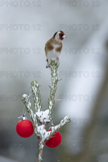 European goldfinch (Carduelis carduelis) adult garden bird on a snow covered Christmas spruce tree in winter, England, United Kingdom
