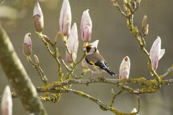 European goldfinch (Carduelis carduelis) adult bird in a garden magnolia tree with blossom in spring, England, United Kingdom