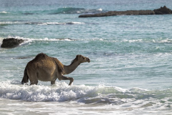 Dromedary (Camelus dromedarius), camels, bathing in the sea, Oman