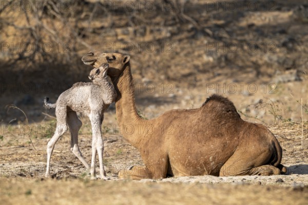 Dromedary (Camelus dromedarius), camel, young animal with mother, Oman