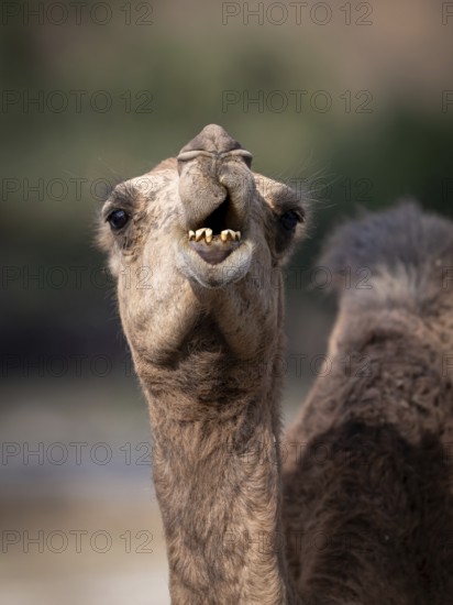 Dromedary (Camelus dromedarius), camel, portrait, Oman
