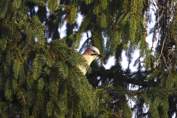Eurasian jay (Garrulus glandarius) in a tree, winter, Germany
