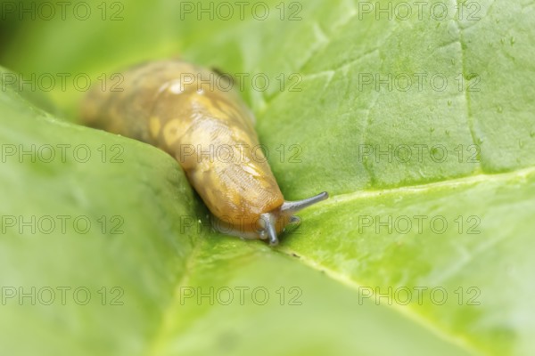 Leopard slug (Limax maximus) adult gastropod molluscs on a garden vegetable plant leaf in summer, England, United Kingdom