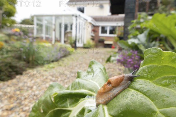 Red slug (Arion rufus) adult gastropod molluscs on a garden vegetable plant leaf with a house in the background in summer, England, United Kingdom