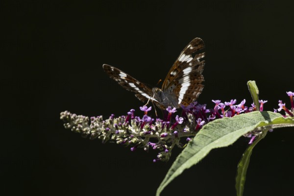 White admiral butterfly (Limenitis camilla) adult insect feeding on a garden purple Buddleja flower in summer, RSPB Minsmere nature reserve, Suffolk, England, United Kingdom
