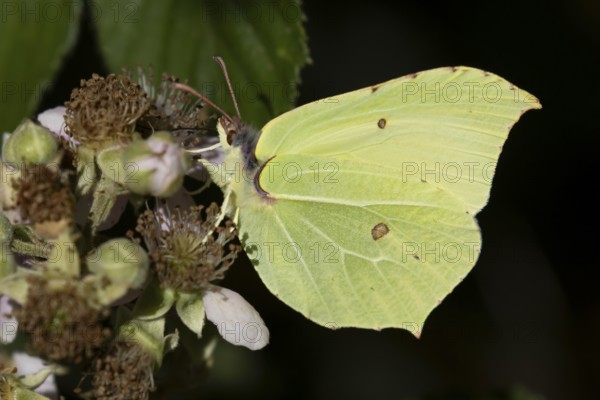 Brimstone butterfly (Gonepteryx rhamni) adult male insect feeding on a Bramble flower in summer, England, United Kingdom