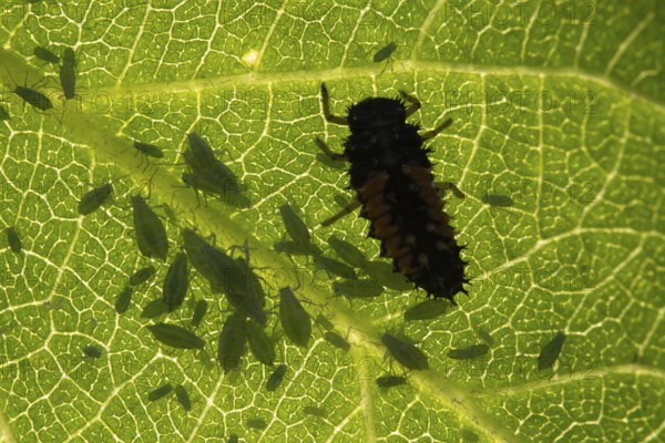 Harlequin ladybird or ladybug (Harmonia axyridis) adult insect larva and Plum aphid (Hyalopterus pruni) aphids on a plum tree leaf in summer, England, United Kingdom