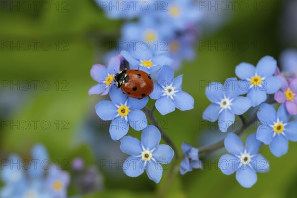Seven-spot ladybird or ladybug (Coccinella septempunctata) adult insect on a garden Forget-me-not flower in spring, England, United Kingdom
