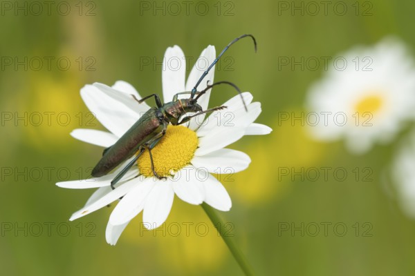 Thick-legged flower beetle (Oedemera nobilis) adult insect on an Oxeye daisy flower in summer, England, United Kingdom