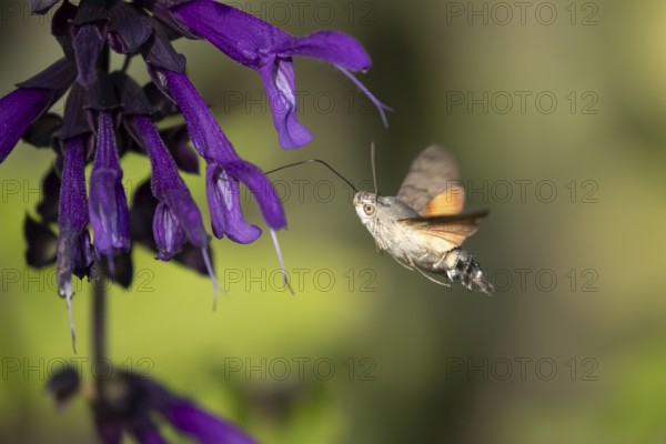 Hummingbird hawkmoth (Macroglossum stellatarum) adult moth in flight feeding on a garden purple flower in summer, England, United Kingdom