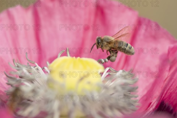 Honey bee (Apis mellifera) adult insect flying from a garden poppy flower in summer, England, United Kingdom