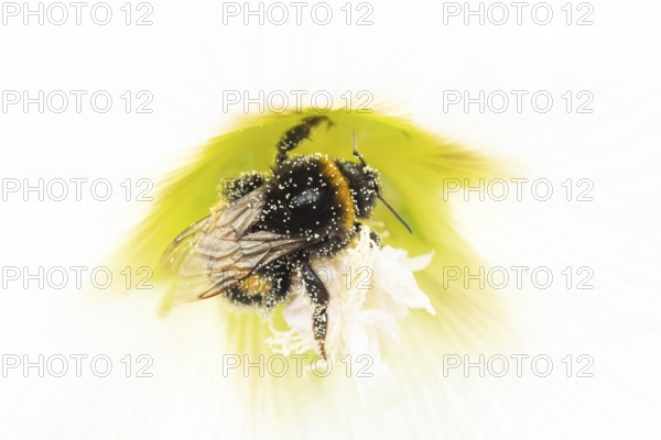 Buff tailed bumblebee (Bombus terrestris) adult bee insect feeding on a garden Hollyhock flower in summer, England, United Kingdom