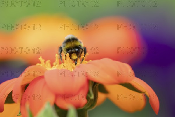 Buff tailed bumblebee (Bombus terrestris) adult bee insect feeding on a garden orange Mexican sunflower (Tithonia spp.) flower in summer, England, United Kingdom