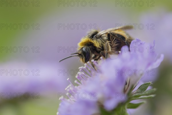 Buff tailed bumblebee (Bombus terrestris) adult bee insect feeding on a Field scabious flower in summer, England, United Kingdom