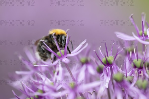 Tree bumblebee (Bombus hypnorum) adult bee insect feeding on a garden purple Allium flower in summer, England, United Kingdom