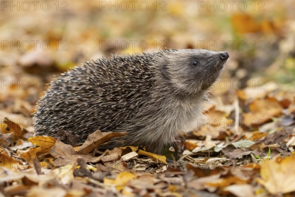 European hedgehog (Erinaceus europaeus) adult animal on fallen autumn leaves in a garden, England, United Kingdom