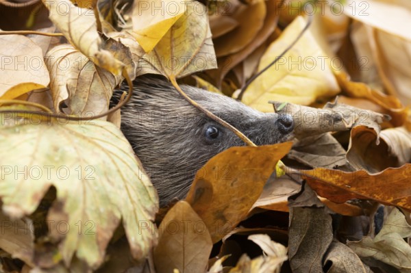 European hedgehog (Erinaceus europaeus) adult animal emerging from a pile of fallen autumn leaves in a garden, England, United Kingdom