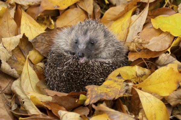 European hedgehog (Erinaceus europaeus) adult animal curled in a ball for hibernation on fallen autumn leaves in a garden, England, United Kingdom