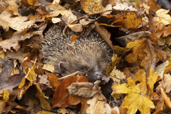 European hedgehog (Erinaceus europaeus) adult animal emerging from a pile of fallen autumn leaves during hibernation in a garden, England, United Kingdom