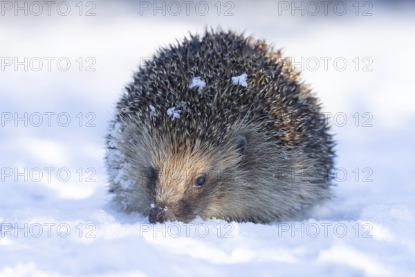 European hedgehog (Erinaceus europaeus) adult animal on snow in a garden in winter, England, United Kingdom