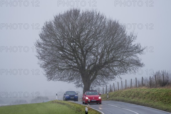 Thick fog, with low visibility, country road, Schuirweg, bare trees, winter, in Essen, North Rhine-Westphalia, Germany