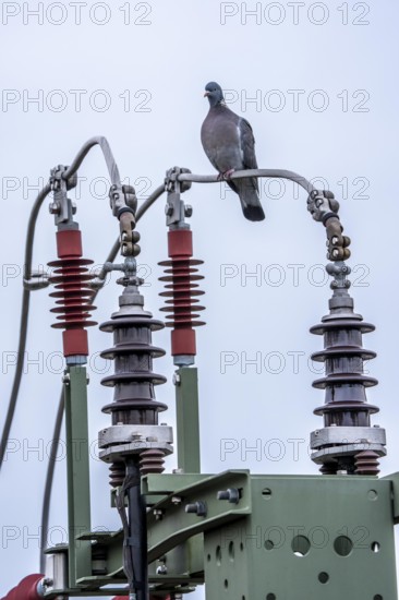 Pigeon sits on a power cable for traction power, mast with a circuit breaker for switching electricity to the rail network on or off, insulators, Germany
