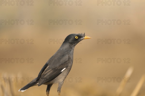 Close-up of a jungle myna (Acridotheres fuscus), Sreepur, Gazipur, Bangladesh