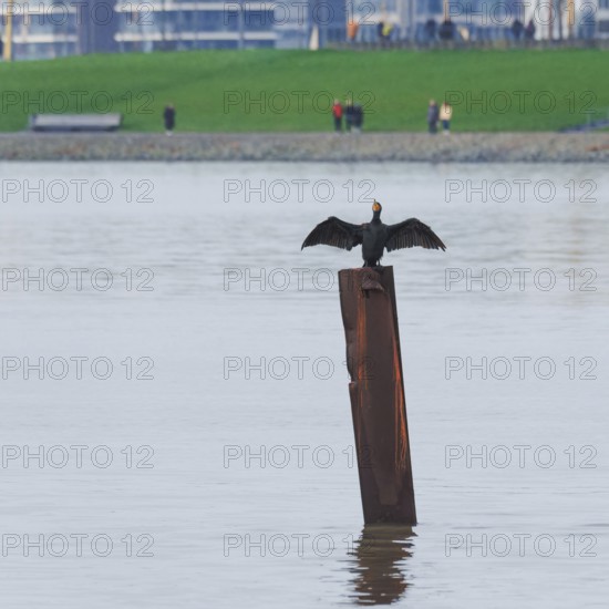 A cormorant (Phalacrocoracidae) stands on a steel stake and dries its wings in the background of the Weser dike, Bremerhaven, Bremen, Germany