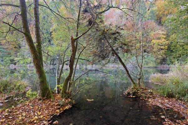 Egelsee in autumn-colored surroundings, Bergdietikon, Canton of Aargau, Switzerland