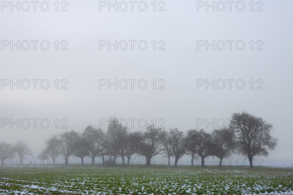 Fruit trees in winter when the weather is cloudy, Eckental, Middle Franconia, Bavaria, Germany