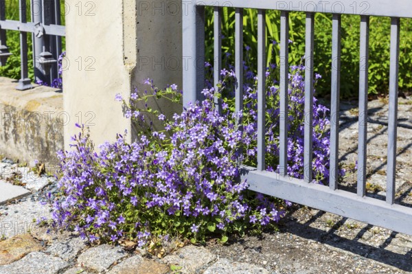 Bellflowers (Campanula) bloom profusely at a gateway, Radebeul, Saxony, Germany