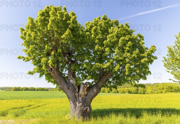 Old lime tree (tilia), the trunk is already hollow, Lindenallee in Herrnhut, Upper Lusatia, Saxony, Germany