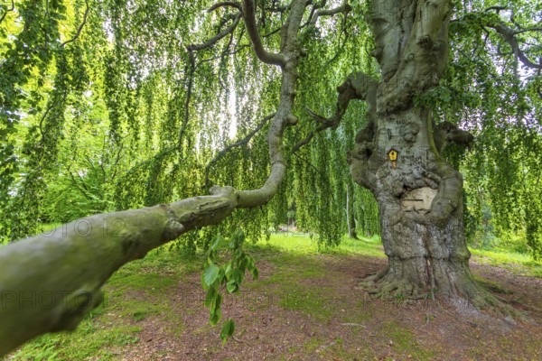 Old beech, copper beech (Fagus sylvatica), old trees in Helfenberg Castle Park, Dresden, Saxony, Germany