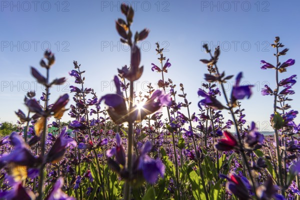 Common sage (Salvia officinalis) in bloom, Saxony, Germany
