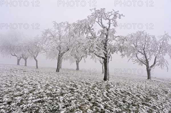 Row of trees with hoarfrost, Lindenberg, Freiamt, Canton of Aargau, Switzerland