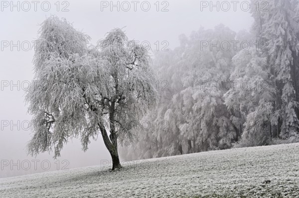 Tree and forest in hoarfrost, Schlatt, Lindenberg, Freiamt, Canton of Aargau, Switzerland