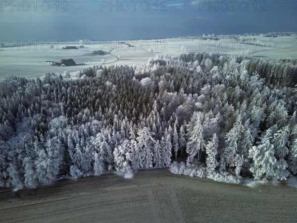 Aerial view of forest in hoarfrost, Horben, Lindenberg, Freiamt, Canton of Aargau, Switzerland