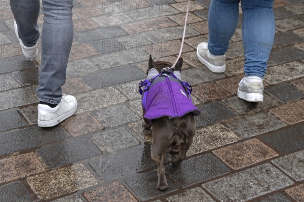 Dog walking in rain through the city, Nuremberg, Middle Franconia, Bavaria, Germany