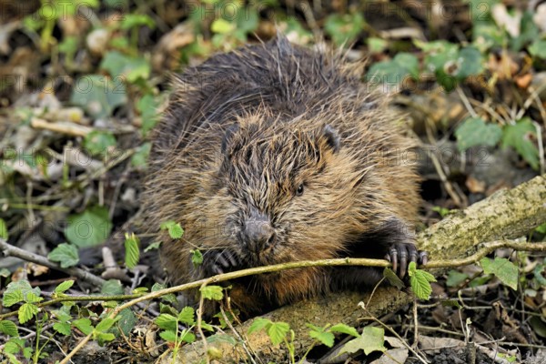 Eurasian beaver, European beaver (Castor fibre), eating leaves on the bank of a stream, Canton Zug, Switzerland
